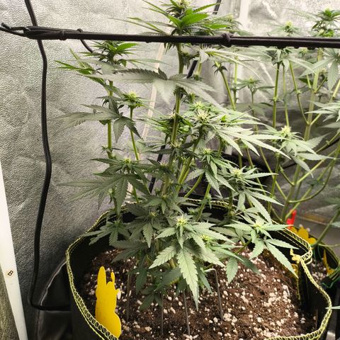 Tropicana Cookies FF growlog timeline photo