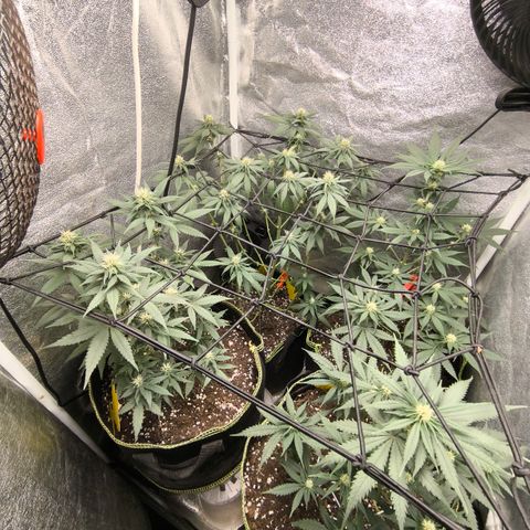Tropicana Cookies FF growlog timeline photo