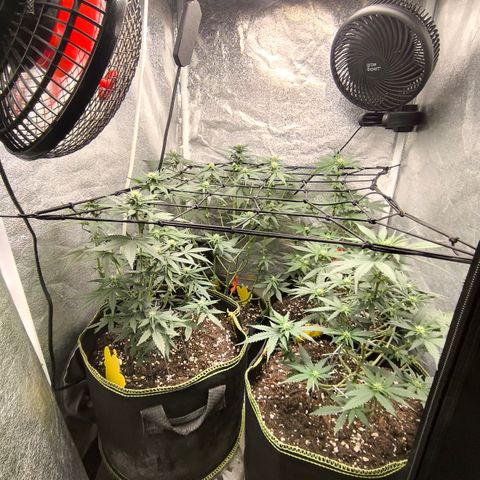 Tropicana Cookies FF growlog timeline photo