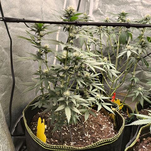 Tropicana Cookies FF growlog timeline photo