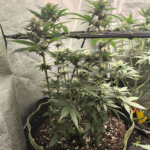 Tropicana Cookies FF growlog timeline photo