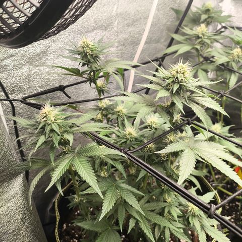 Tropicana Cookies FF growlog timeline photo