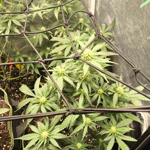 Gorilla Cookies FF growlog timeline photo