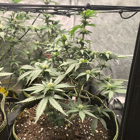 Gorilla Cookies FF growlog timeline photo
