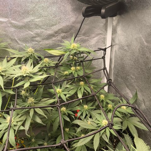 GG4 Sherbet FF growlog timeline photo