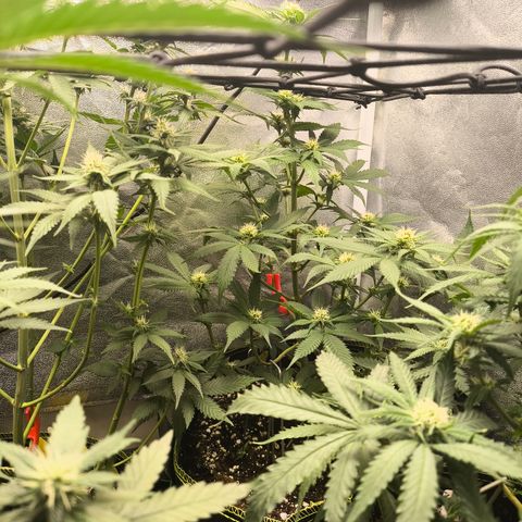 GG4 Sherbet FF growlog timeline photo
