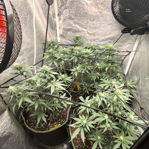 Tropicana Cookies FF growlog timeline photo