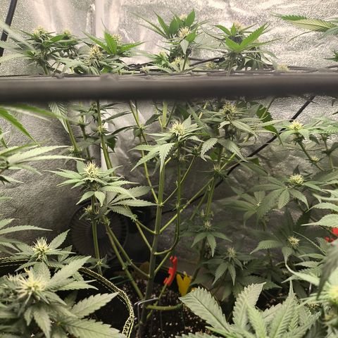 Purple Lemonade FF growlog timeline photo