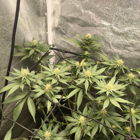 Purple Lemonade FF growlog timeline photo
