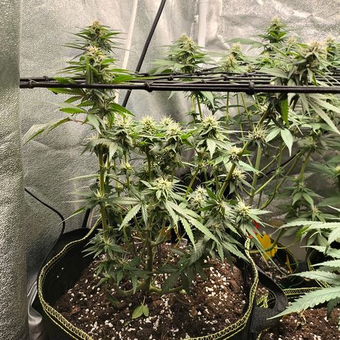 Tropicana Cookies FF growlog timeline photo