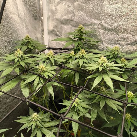Purple Lemonade FF growlog timeline photo