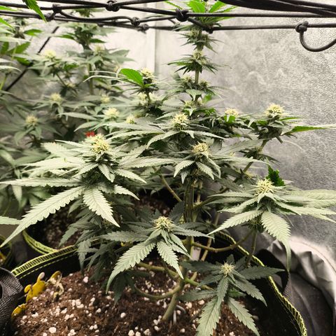 Gorilla Cookies FF growlog timeline photo