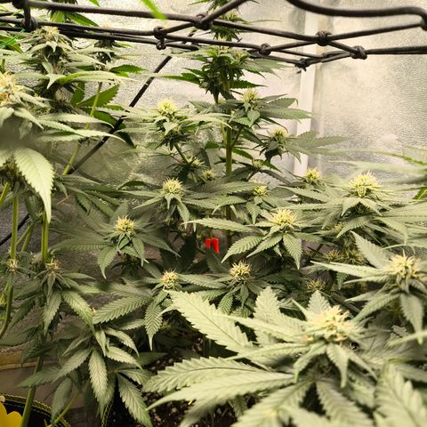 GG4 Sherbet FF growlog timeline photo