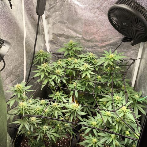 Tropicana Cookies FF growlog timeline photo