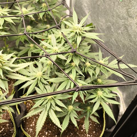 Gorilla Cookies FF growlog timeline photo