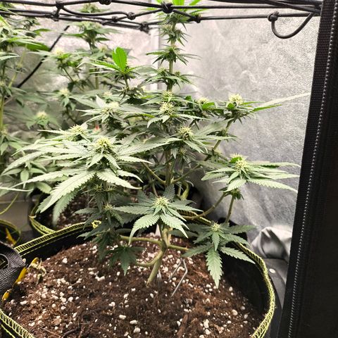 Gorilla Cookies FF growlog timeline photo