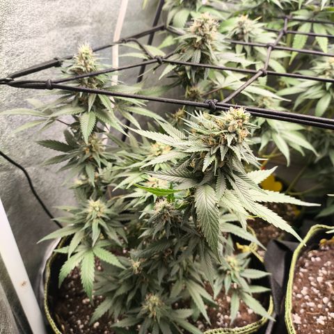 Tropicana Cookies FF growlog timeline photo
