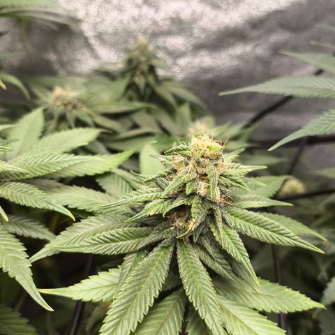 Purple Lemonade FF growlog timeline photo