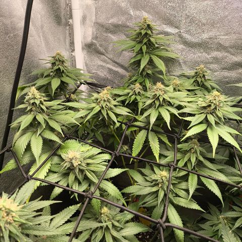 Purple Lemonade FF growlog timeline photo