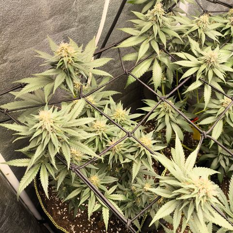 Tropicana Cookies FF growlog timeline photo