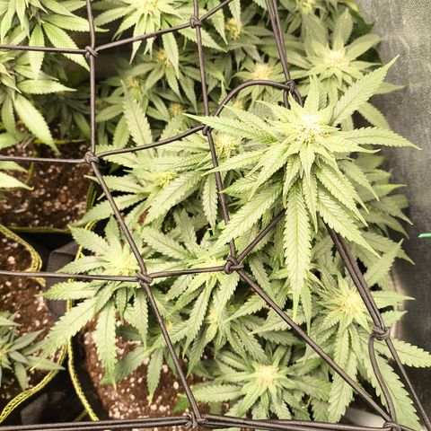 Gorilla Cookies FF growlog timeline photo