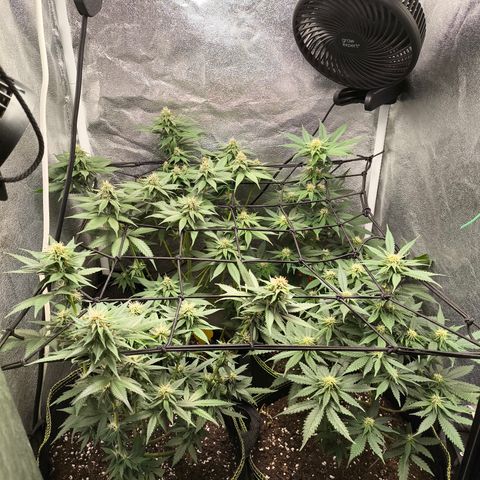 Tropicana Cookies FF growlog timeline photo