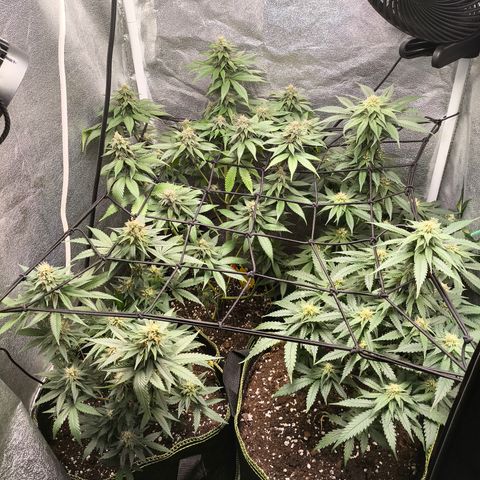 Tropicana Cookies FF growlog timeline photo