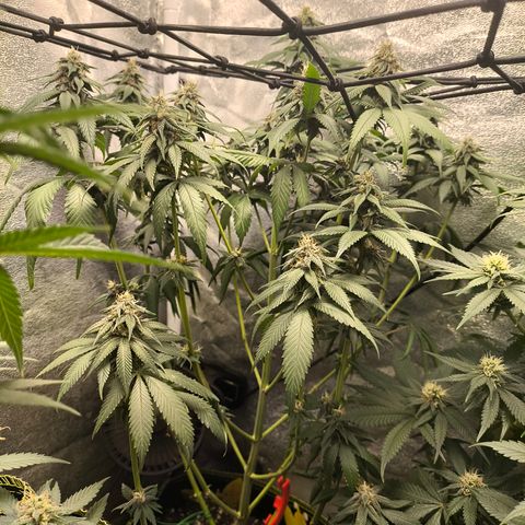 Purple Lemonade FF growlog timeline photo