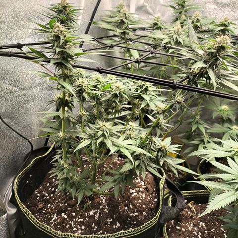 Tropicana Cookies FF growlog timeline photo