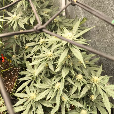 Gorilla Cookies FF growlog timeline photo