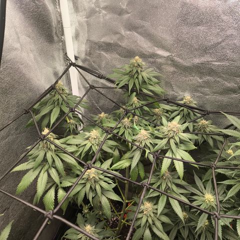 Purple Lemonade FF growlog timeline photo