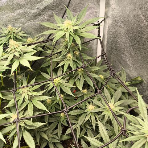 GG4 Sherbet FF growlog timeline photo