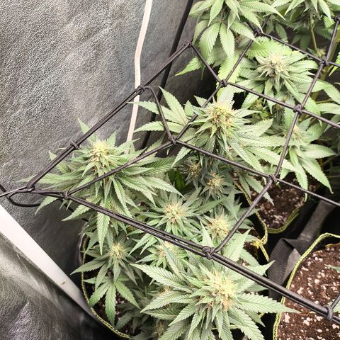 Tropicana Cookies FF growlog timeline photo