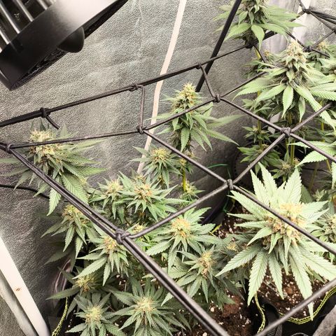 Tropicana Cookies FF growlog timeline photo