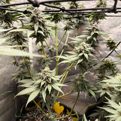 Purple Lemonade FF growlog timeline photo