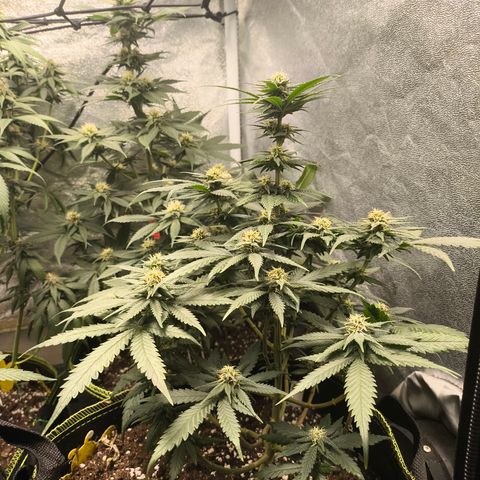 Gorilla Cookies FF growlog timeline photo
