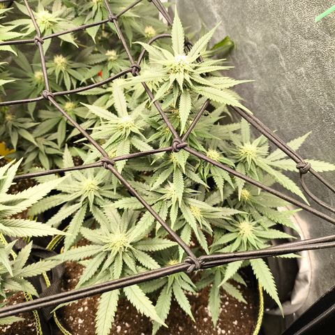 Gorilla Cookies FF growlog timeline photo