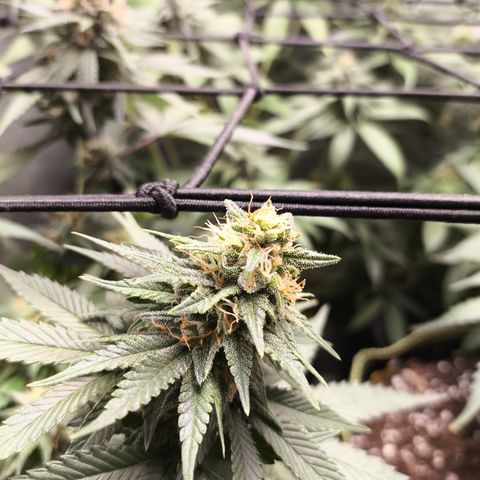 Tropicana Cookies FF growlog timeline photo