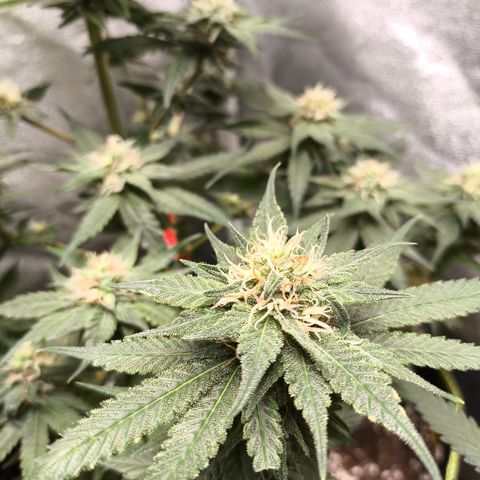 GG4 Sherbet FF growlog timeline photo