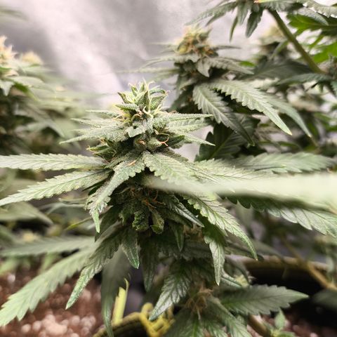 Gorilla Cookies FF growlog timeline photo