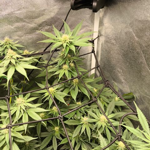 GG4 Sherbet FF growlog timeline photo
