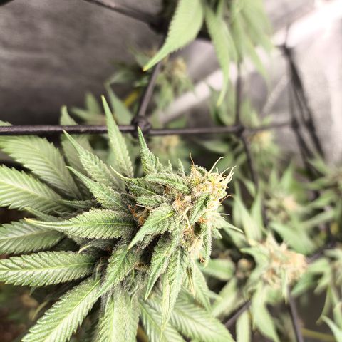 Purple Lemonade FF growlog timeline photo