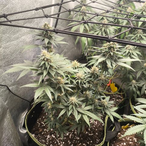 Tropicana Cookies FF growlog timeline photo