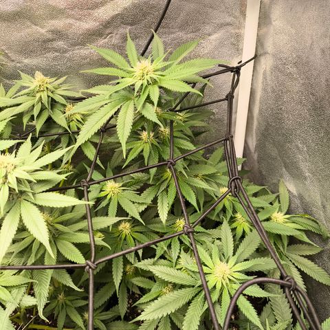 GG4 Sherbet FF growlog timeline photo