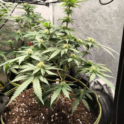 Gorilla Cookies FF growlog timeline photo