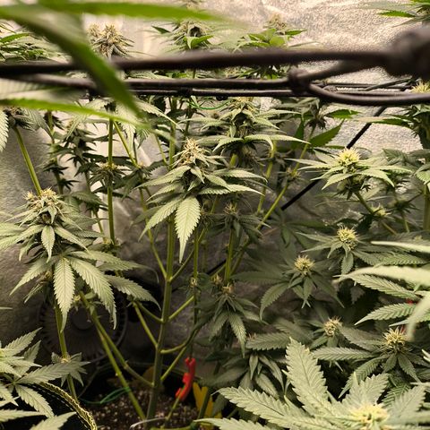 Purple Lemonade FF growlog timeline photo