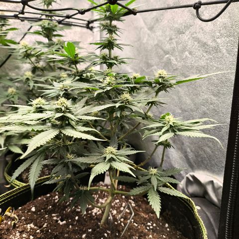Gorilla Cookies FF growlog timeline photo