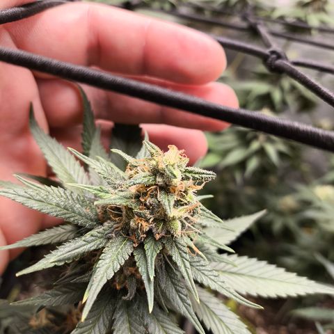 Tropicana Cookies FF growlog timeline photo
