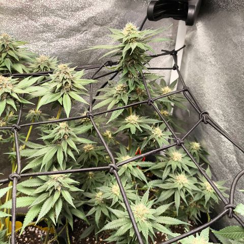 GG4 Sherbet FF growlog timeline photo
