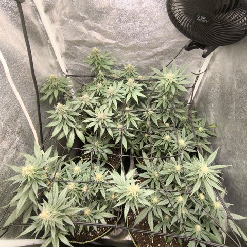 Tropicana Cookies FF growlog timeline photo